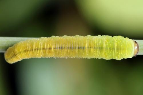 Tenthredo sp.
